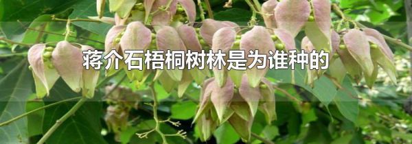 蒋介石梧桐树林是为谁种的