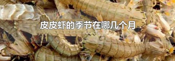 皮皮虾的季节在哪几个月