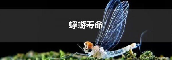 蜉蝣寿命