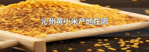 沁州黄小米产地在哪