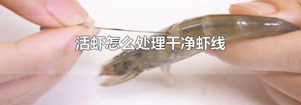 活虾怎么处理干净虾线