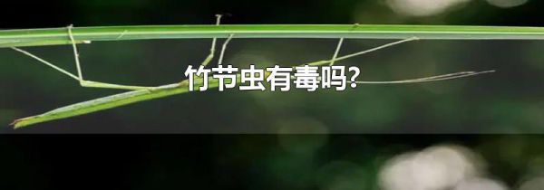 竹节虫有毒吗?