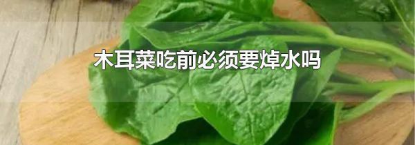 木耳菜吃前必须要焯水吗