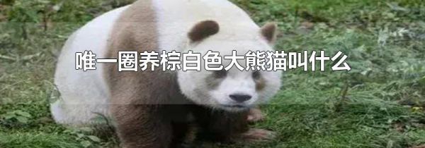 唯一圈养棕白色大熊猫叫什么