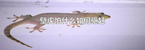 壁虎怕什么如何驱赶