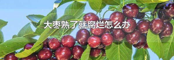 大枣熟了就腐烂怎么办