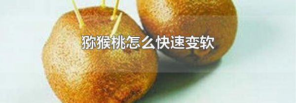 猕猴桃怎么快速变软