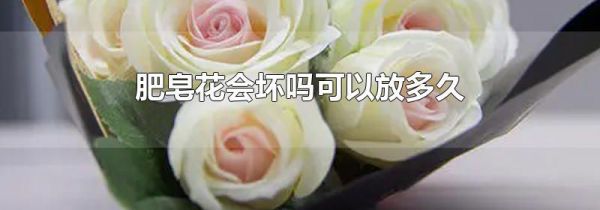 肥皂花会坏吗可以放多久