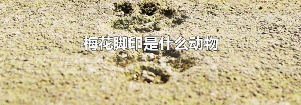 梅花脚印是什么动物
