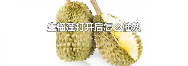 生榴莲打开后怎么催熟