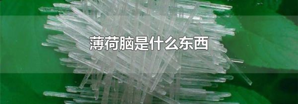 薄荷脑是什么东西