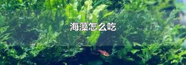 海藻怎么吃
