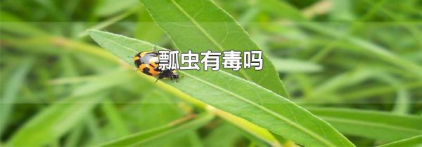 瓢虫有毒吗