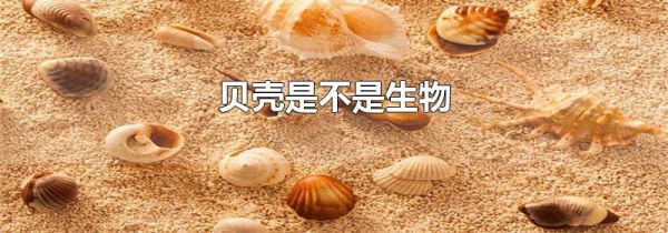贝壳是不是生物
