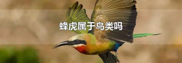 蜂虎属于鸟类吗