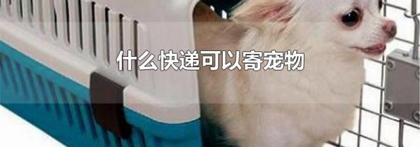 什么快递可以寄宠物