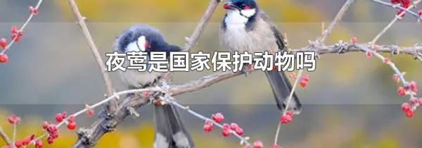 夜莺是国家保护动物吗