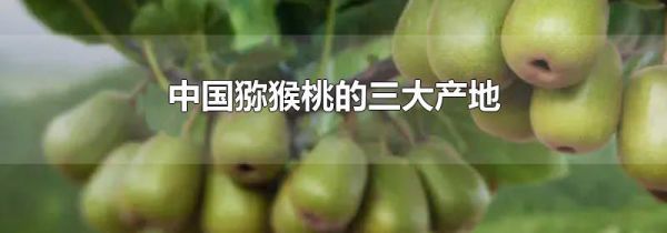 中国猕猴桃的三大产地