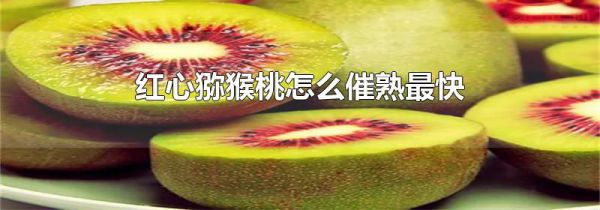 红心猕猴桃怎么催熟最快