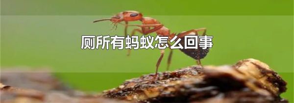 厕所有蚂蚁怎么回事