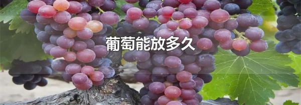 葡萄能放多久