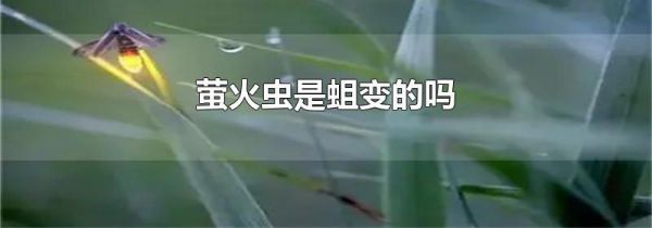 萤火虫是蛆变的吗