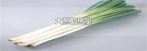 大葱的热量