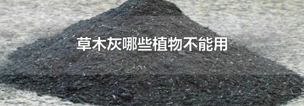 草木灰哪些植物不能用