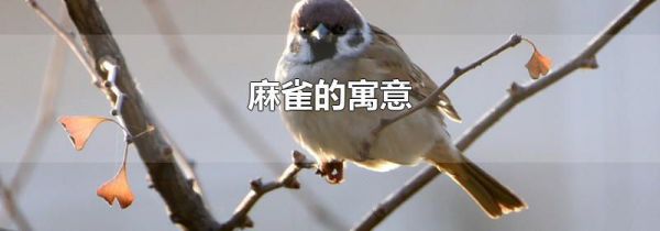 麻雀的寓意