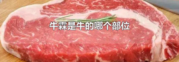牛霖是牛的哪个部位