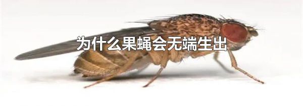 为什么果蝇会无端生出