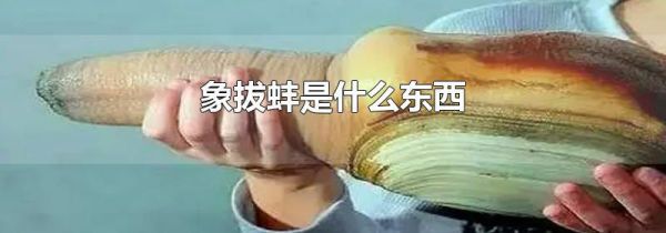 象拔蚌是什么东西