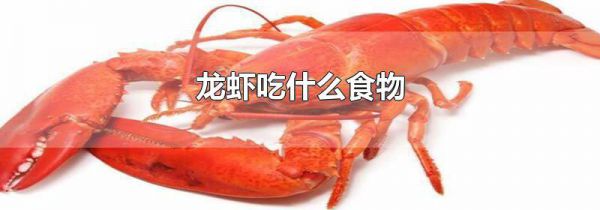 龙虾吃什么食物