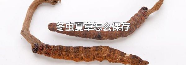 冬虫夏草怎么保存