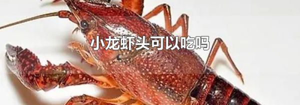 小龙虾头可以吃吗