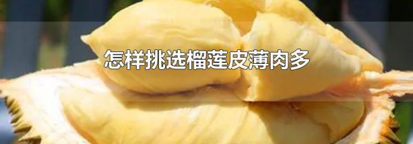 怎样挑选榴莲皮薄肉多