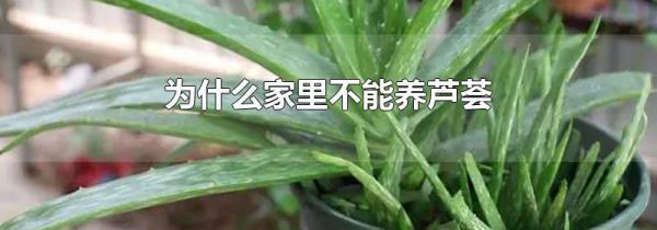 为什么家里不能养芦荟
