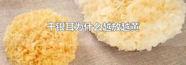 干银耳为什么越放越黄
