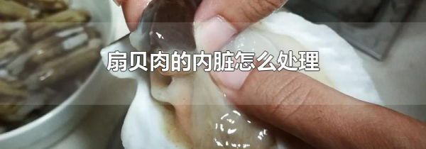 扇贝肉的内脏怎么处理