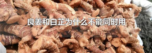 良姜和白芷为什么不能同时用