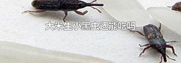 大米生小黑虫还能吃吗