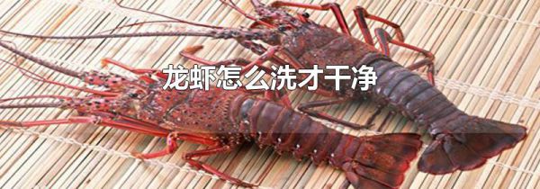 龙虾怎么洗才干净