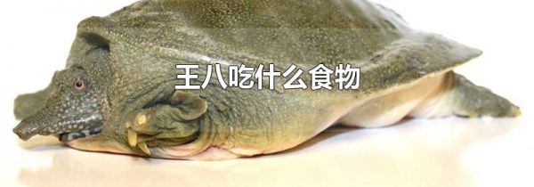王八吃什么食物