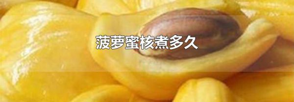 菠萝蜜核煮多久