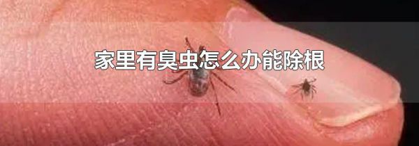 家里有臭虫怎么办能除根