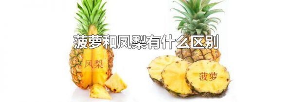 菠萝和凤梨有什么区别