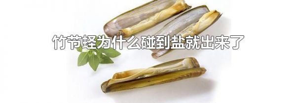 竹节蛏为什么碰到盐就出来了
