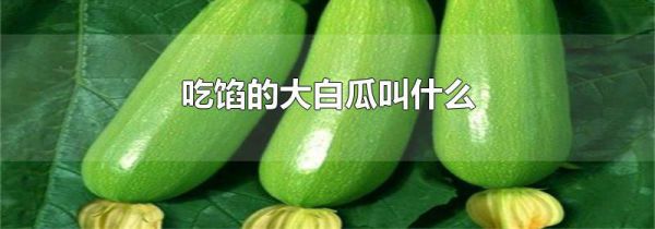 吃馅的大白瓜叫什么