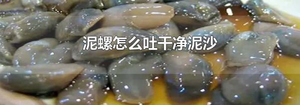 泥螺怎么吐干净泥沙