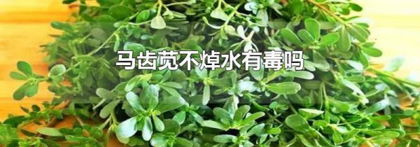 马齿苋不焯水有毒吗